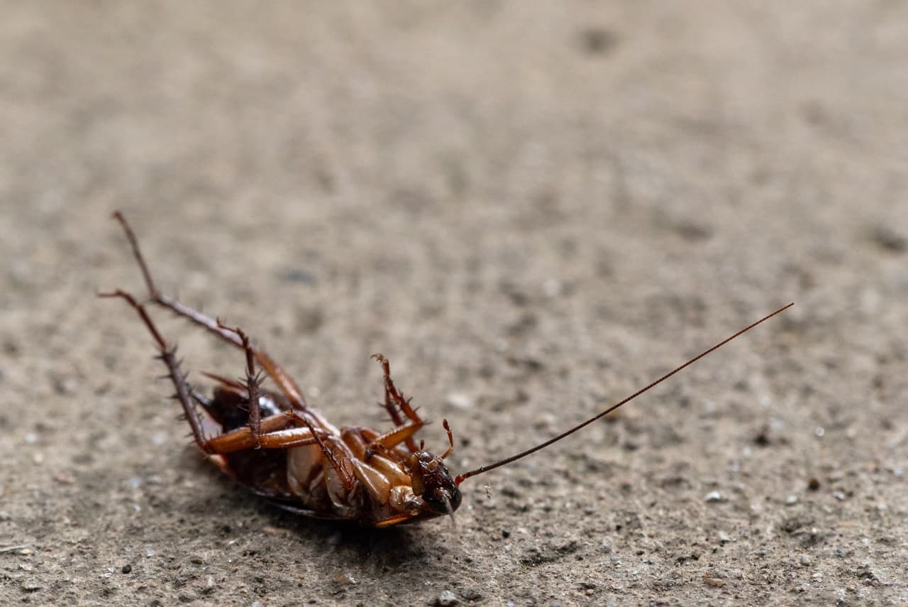 Quick and Easy Ways To Make Fruit Flies Into A Thing Of The Past